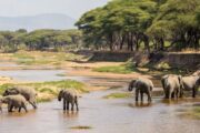 African elephants drinking water on Tarangire river