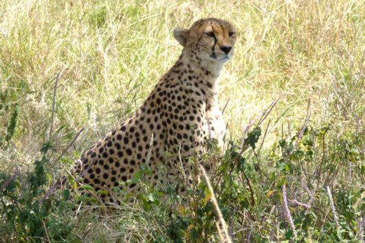 animals in serengeti
