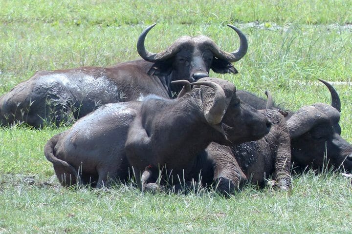 visit tanzania national park