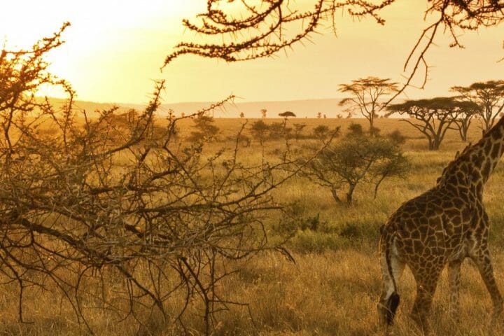 serengeti national park aninals