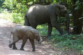 elephants baby crossing the road