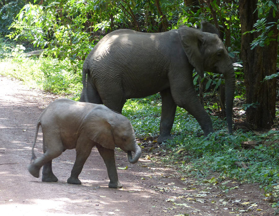 elephants baby crossing the road
