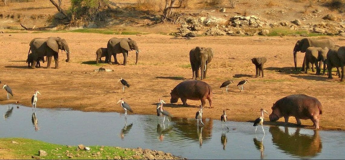 Elephants, stork and hippos along the tarangire river